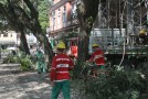 Poda de árvores e retirada de bromélias na Praça D. Pedro