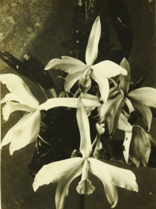Reprodução fotográfica mostrando a orquídea que foi premiada pelo júri em exposição feita no palácio de Cristal, em 1884.