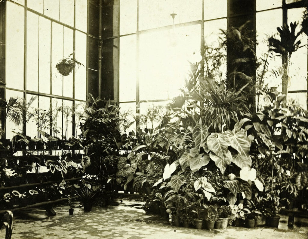Flores e plantas ornamentais que participaram da primeira exposição de flores no palácio de Cristal, ocorrida no ano de 1884.